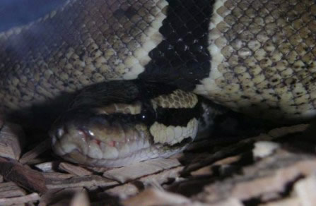 Close up of Hercules in his original terrarium